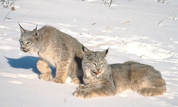 lynx3